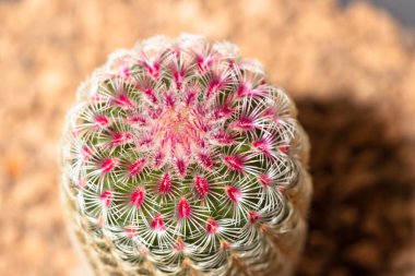 Close up of potted Rainbow Cactus Echinocereus rigidissimus