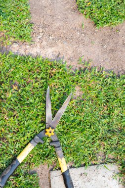 Grass shears on the green grass, hobby and gardening concept