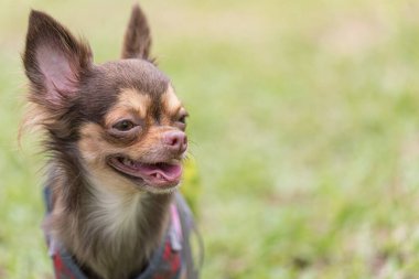 Uzun saçlı chihuahua köpeği bulanık yeşil çimlerle oynuyor.