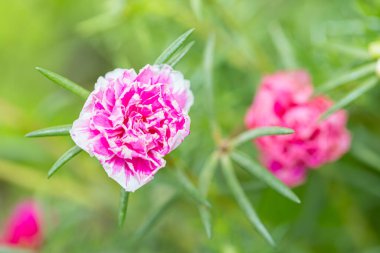 Portulaca grandiflora flowers at the garden in morning with natural background