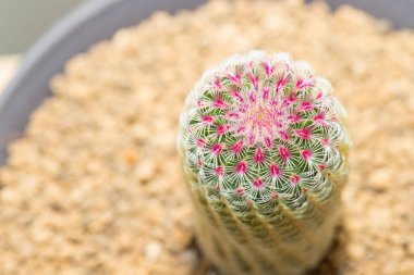Saksıdaki Gökkuşağı Kaktüsü Echinocereus rigidissimus 'a yaklaş