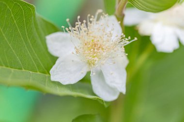 White guava flowers bloom before the fruit of the guava with green nature background