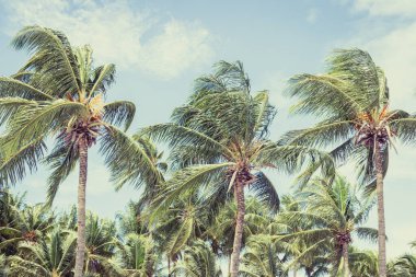 Big tall coconut trees on the beach by the sea with blue sky background