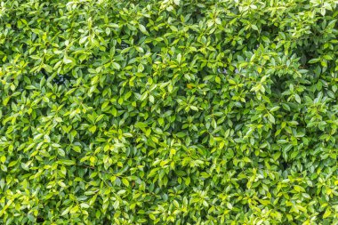 Ficus annulata trees are planted as a fence line.