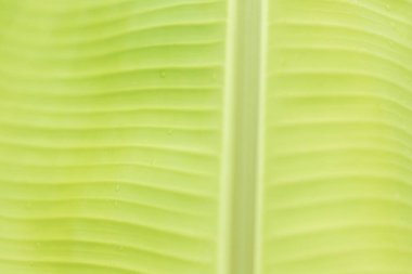 Fresh green tropical young banana leaf