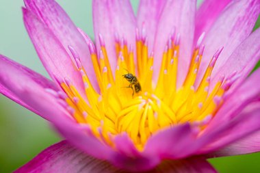 Purple lotus petals and bee nature background