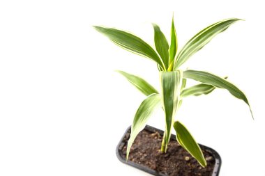 Quan Yin Bamboo Tree on white background
