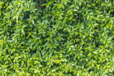 Ficus annulata trees are planted as a fence line.