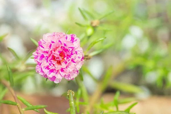 Portulaca grandiflora flowers at the garden in morning with natural background