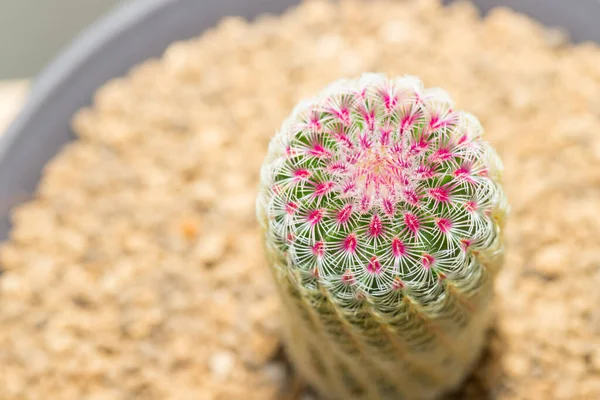 Close up of potted Rainbow Cactus Echinocereus rigidissimus