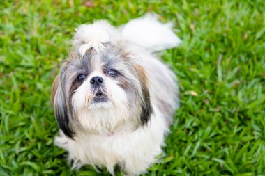 Bahçe arka planında sevimli Shih Tzu köpeği