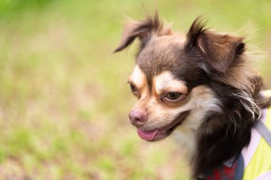 Uzun saçlı chihuahua köpeği bulanık yeşil çimlerle oynuyor.