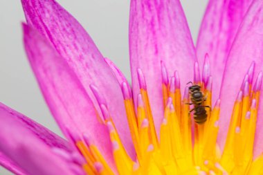 Purple lotus petals and bee nature background