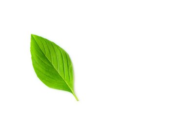 Beyaz arkaplanda izole edilmiş taze fesleğen yaprağı