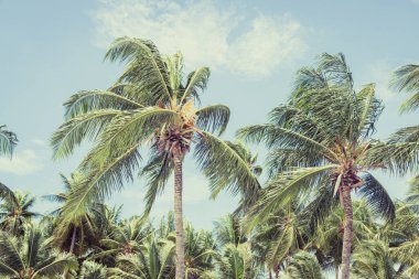 Big tall coconut trees on the beach by the sea with blue sky background