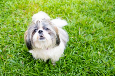 Bahçe arka planında sevimli Shih Tzu köpeği