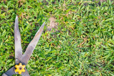 Grass shears on the green grass, hobby and gardening concept