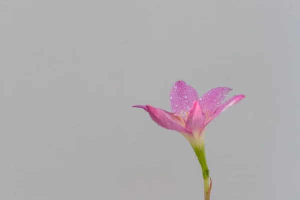 Flor Rosa Zephyranthes Grandiflora Tem Gotas Água Longo Das Pétalas — Fotografia de Stock
