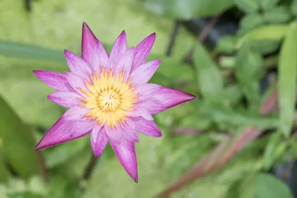 Blooming Purple Lotus Flower Natural Background — Stock fotografie