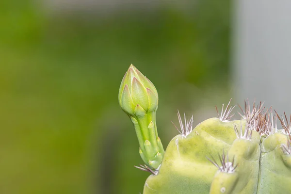 Buds Cereus Cactus Plant Green Nature Background — ストック写真