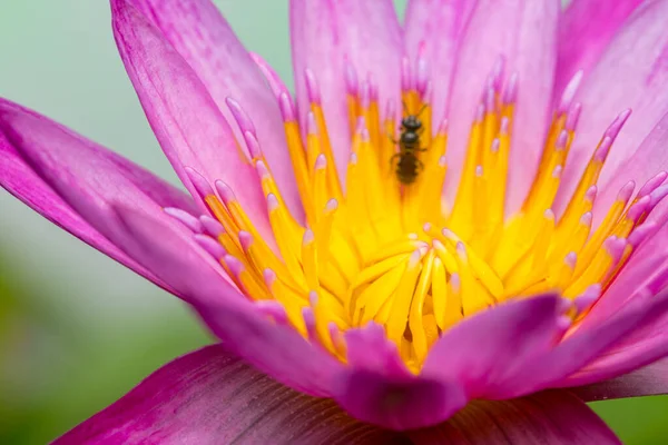 Purpurowe Płatki Lotosu Tło Pszczoły — Zdjęcie stockowe