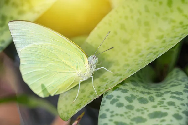 In the garden there is a butterfly perched on a leaf adorned with fresh greenery