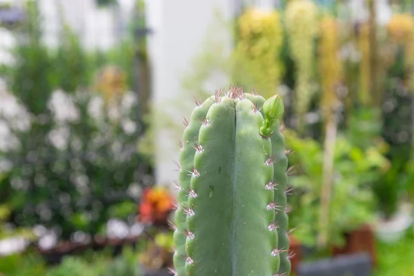 Una Varietà Cactus Candelabri Che Crescono Con Fiori Fiore — Foto Stock