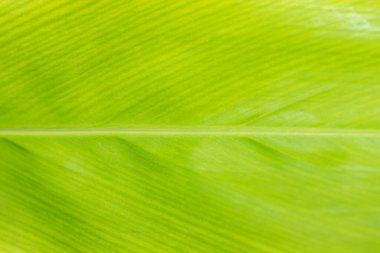 Green galangal leaves herbs pattern background