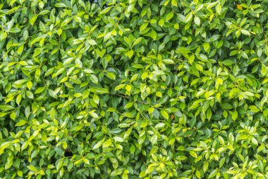 Ficus annulata trees are planted as a fence line.