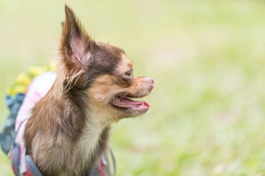Uzun saçlı chihuahua köpeği bulanık yeşil çimlerle oynuyor.