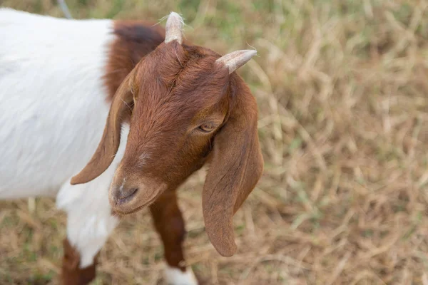 stock image Brown lovely Goat looking the camera with green nature background