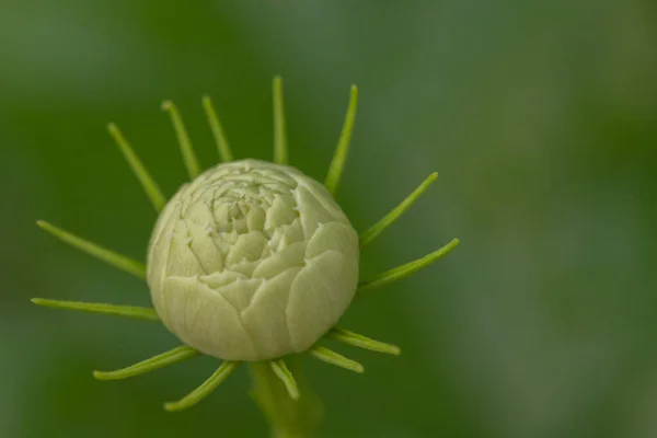 Крупним Планом Квітка Жасмину Зеленому Фоні Природи — стокове фото