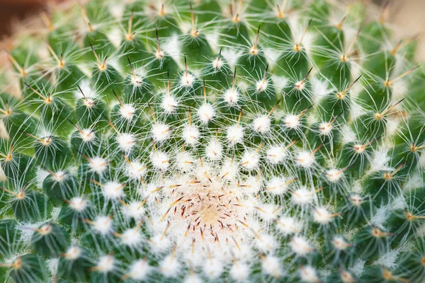 Closeup Image Pattern Cactus Echinocactus Grusonii Texture Background — ストック写真