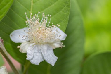 White guava flowers bloom before the fruit of the guava with green nature background