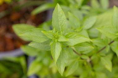 Fresh basil on tree with garden natural background