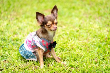 Uzun saçlı chihuahua köpeği bulanık yeşil çimlerle oynuyor.