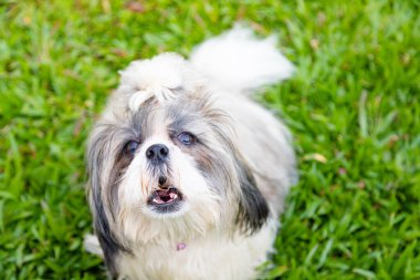 Bahçe arka planında sevimli Shih Tzu köpeği