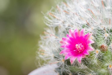 Doğanın arka planına sahip güzel çiçek açan mammillaria.