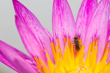 Purple lotus petals and bee nature background