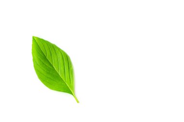 Beyaz arkaplanda izole edilmiş taze fesleğen yaprağı