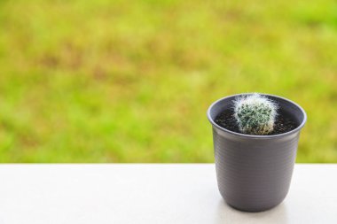 Gymno Bardianum cactus in black pot on table background