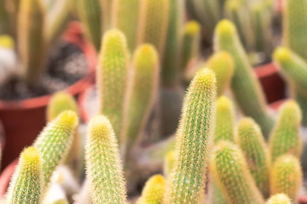 Beautiful Golden Finger Cactus Mammillaria Elongata Garden — ストック写真