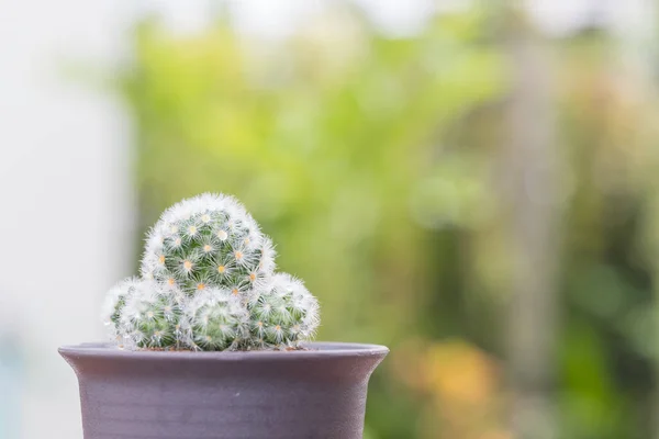 Gros Plan Mammillaria Cactus Pot Avec Fond Naturel Vert — Photo