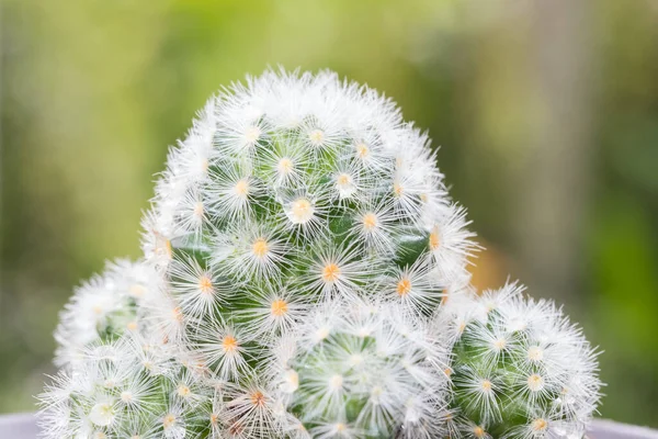 Primo Piano Mammillaria Vaso Cactus Con Sfondo Verde Natura — Foto Stock