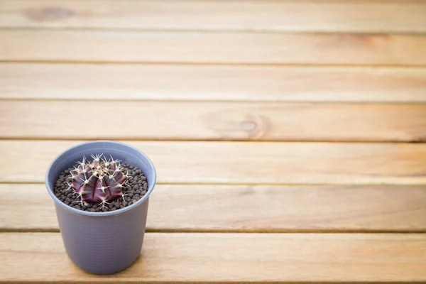 Gymnocalycium Cactus Pot Table Wooden Background — Stockfoto