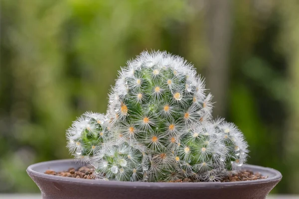 Primer Plano Del Cactus Mammillaria Maceta Con Fondo Naturaleza Verde —  Fotos de Stock