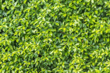 Ficus annulata trees are planted as a fence line.