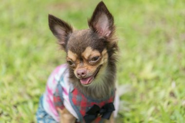 Uzun saçlı chihuahua köpeği bulanık yeşil çimlerle oynuyor.