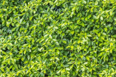 Ficus annulata trees are planted as a fence line.