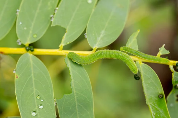 Зеленые Гусеницы Едят Листья Природы — стоковое фото